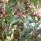 Amazon / Tropical Oasis: Autumn Olive Eleagnus umbellata Japanese silverberry BULK 500 seeds