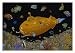 Tom Masse (Yellow Submarine) Blacklight Art Poster Print - 22