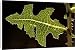 Canvas Prints of Leaf of prickly lettuce - held horizontally, angled towards the sun. Against from Ardea Wildlife Pets