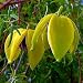 Korean Beauty Clematis 10 Seeds - Easy to grow