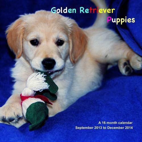Golden Retriever Puppies 2014 Wall Calendar