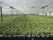 Hydroponic Lettuce is Grown in an Acre of Greenhouse Troughs Photographic Poster Print by Joseph H. Bailey, 36x48