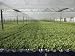 Hydroponic Lettuce is Grown in an Acre of Greenhou
