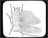 Mouse Pad with insect, anatomy, cockroach, primitive, pest, urban, arthropod, drawing, invertebrate, wings, anatomi, animal, kackelacka