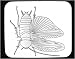 Mouse Pad with insect, anatomy, cockroach, primitive, pest, urban, arthropod, drawing, invertebrate, wings, anatomi, animal, kackelacka