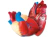Learning Resources Cross Section Human Heart Model
