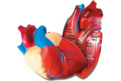 Human Heart Model Cross Section