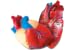 Learning Resources Cross Section Human Heart Model