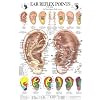 Ear Reflex Points Chart (Chinese Edition) (English and Chinese Edition)