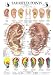 Ear Reflex Points Chart