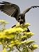 Snail Kite at Top of Tree with Apple Snail, Brazil Photographic Poster Print by Roy Toft, 42x56