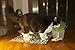 Priscilla's Cat Grow Kit Over 3 OZ. - Hairball Remedy