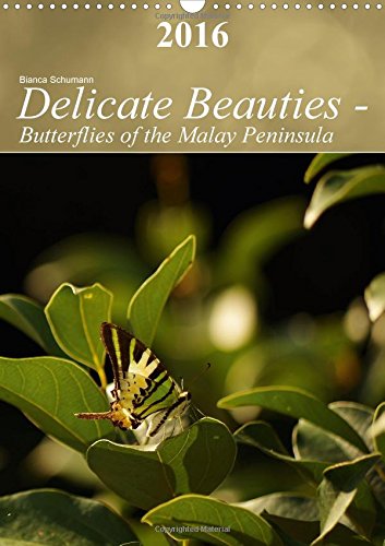 Delicate Beauties - Butterflies of the Malay Peninsula: Tropical Butterflies in Their Natural Environment (Calvendo Animals)