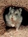 Dwarf Hamster Photographic Poster Print by Wegner, 9x12