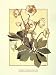 ANNA MARTIN HELLEBORUS 11.75X15.75 BOTANY GREEN IVORY ART PRINT ARCA110-5