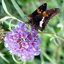 Nanho Blue Butterfly Bush - Buddleia - Very Hardy