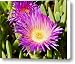 Ice Plant Blossom Canvas Print / Canvas Art - Artist Kelley King