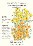 Marigold Signet Lemon Tangerine Gems Heirloom Seeds