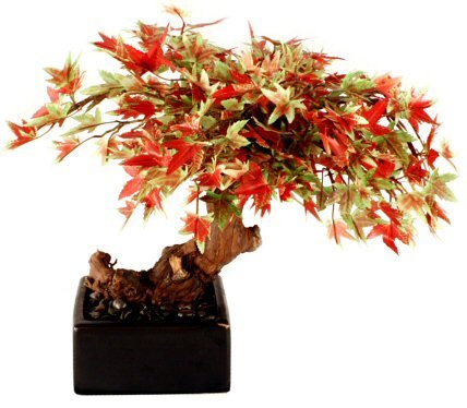 bamboo leaf japanese maple laceleaf japanese maple bonsai. bamboo leaf japanese maple