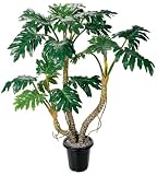 Philodendron Silk Tree 4 1 / 2 ft - B001DTHVKO