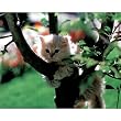 Kitten (In Tree) Photo Print Poster - 13x19
