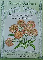 Alyssum Honey Scented Summer Peaches Heirloom Seeds 675 Seed