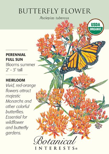 Butterfly Flower Seeds - .20 grams - Organic Butterfly Flower Seeds - .20 grams - Organic