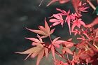 Acer Palmatum Shaina - Japanese Maple Tree