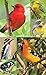 Songbirds Bridge Tally Sheets Bridge Playing Cards Accessory