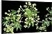 Canvas Prints of PM-4746 Sugar MAPLE tree - Flowers from Ardea Wildlife Pets