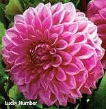 Lucky Number Decorative Dahlia 1 Tuber - B001MVAPOW