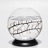 EcoSphere Closed Aquatic Ecosystem, Small Sphere, with Revolving Base