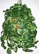 Hanging Pothos Basket (CL)