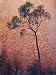 Desert Bloodwood Tree against the Red Sanstone of Uluru, Ayres Rock, Australia Photog...