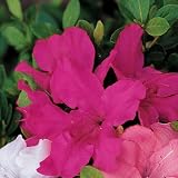 Azalea - Azalea Autumn Carnation