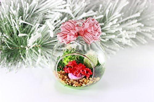 Christmas Gift Terrarium Live Indoor Cactus Flower in 4-inch Hanging Glass Globe, Premade.