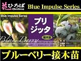 ブルーベリー 苗 ブリジッタ ノーザンハイブッシュ系　接ぎ木苗 ブルーベリー苗【ブルーインパルス】 blueberry