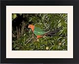 Framed Prints of Australian King Parrot - male - feeds on fruit of a Lychee Tree (Sapindaceae from Ardea Wildlife Pets