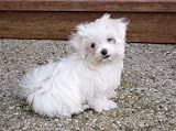 The Maltese