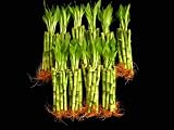 100 Stalks Of 6 Inch Straight Lucky Bamboo For Feng Shui Or Gifts