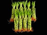 Floral 100 Stalks Of 6 Inch Straight Lucky Bamboo For Feng Shui Or Gifts