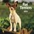 Rat Terriers 2009 Square Wall Calendar (Multilingual Edition)