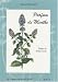 Parfum de menthe