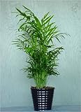 Bamboo Palm