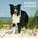 Border Collies 2012 Square 12X12 Wall Calendar (Multilingual Edition)