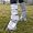Cashel Crusader Leg Guards Gray Horse