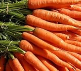 Certified Organic Carrot Little Fingers Heirloom Seeds 750 Seeds