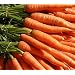 Baby Little Fingers Carrot Seeds 1.5 grams - Heirloom