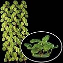 Realistic Background Plant for Aquariums, Terrariums, and Vivariums.
