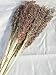 Dried Broom Corn - Black